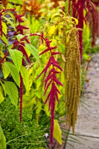 Amaranth Plant